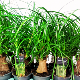 Beaucarnea recurvata Nolina wygięta C1,2