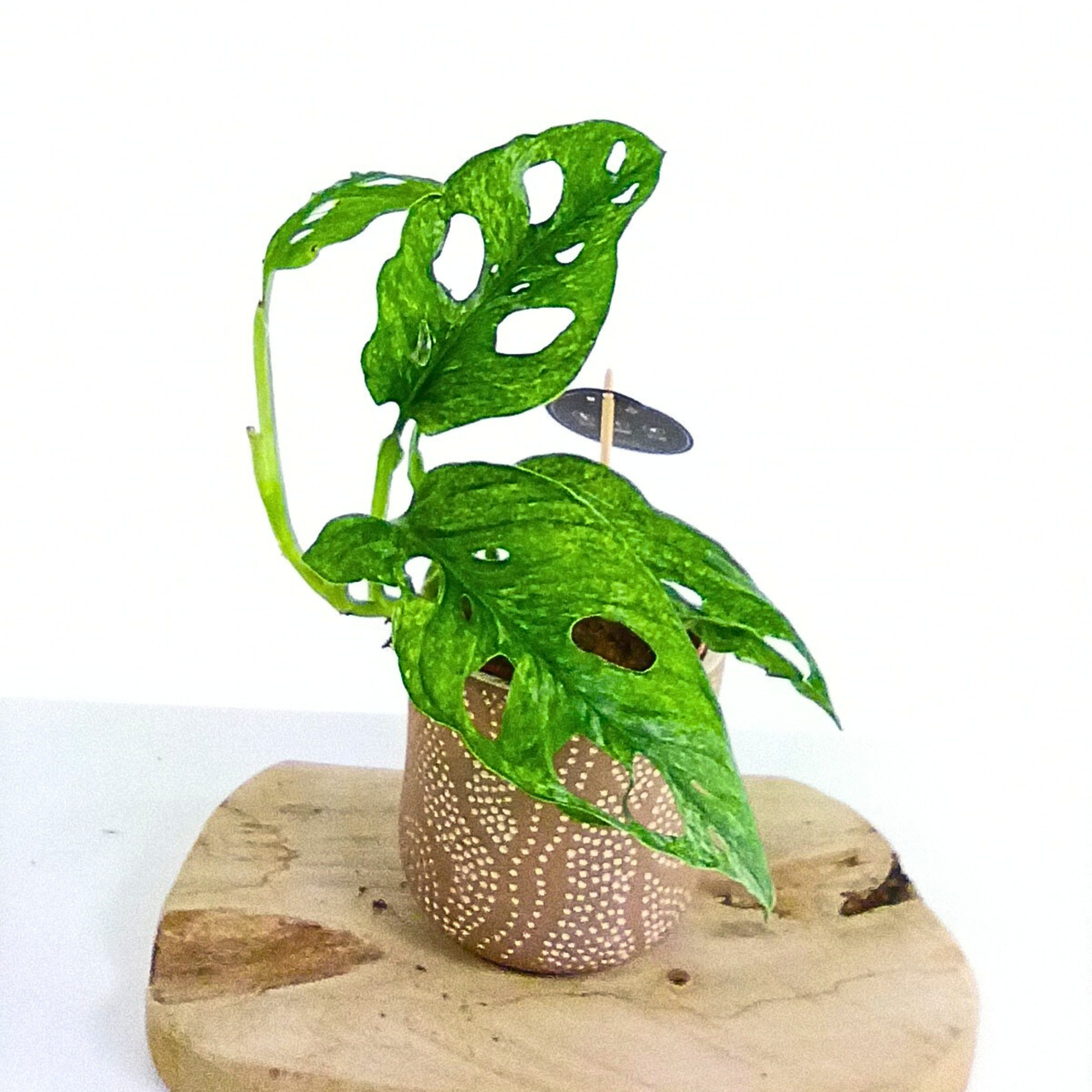 Monstera adansonii Mint C1,2