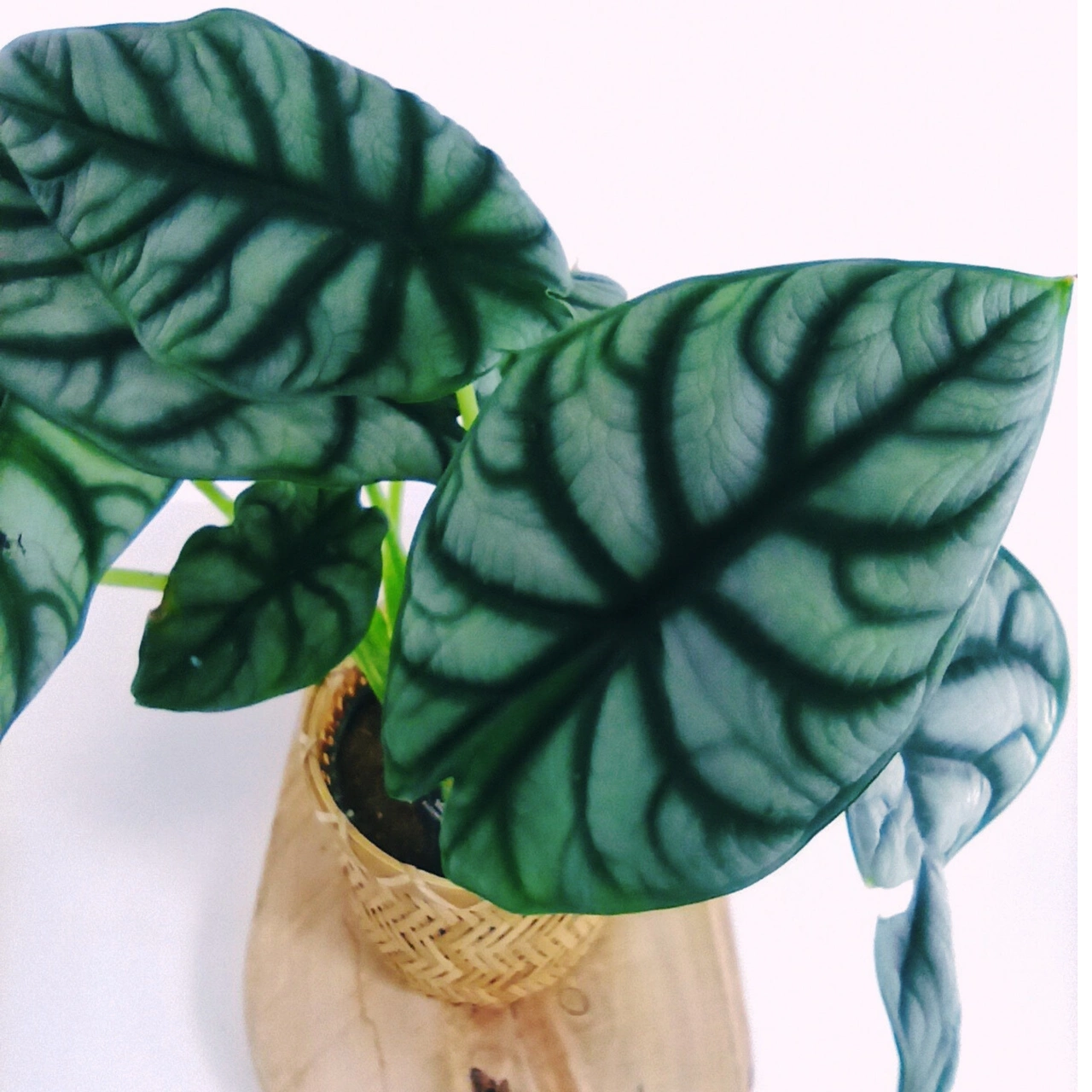 Aglaonema Peach Pearl C1,2