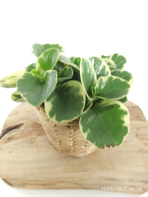 Peperomia obtusifolia variegata C1,2