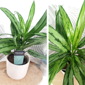 Aglaonema Cutlass C1,2