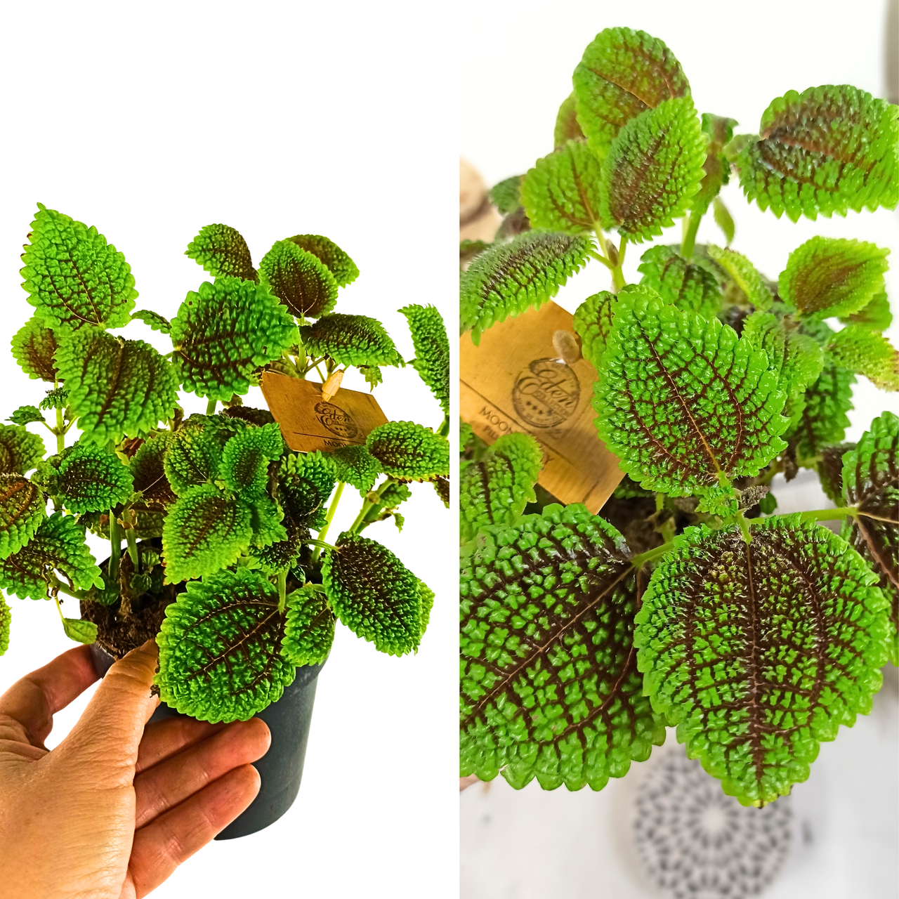 Pilea mollis Moon Valley C1,2