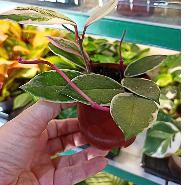 Aglaonema Peach Pearl C1,2