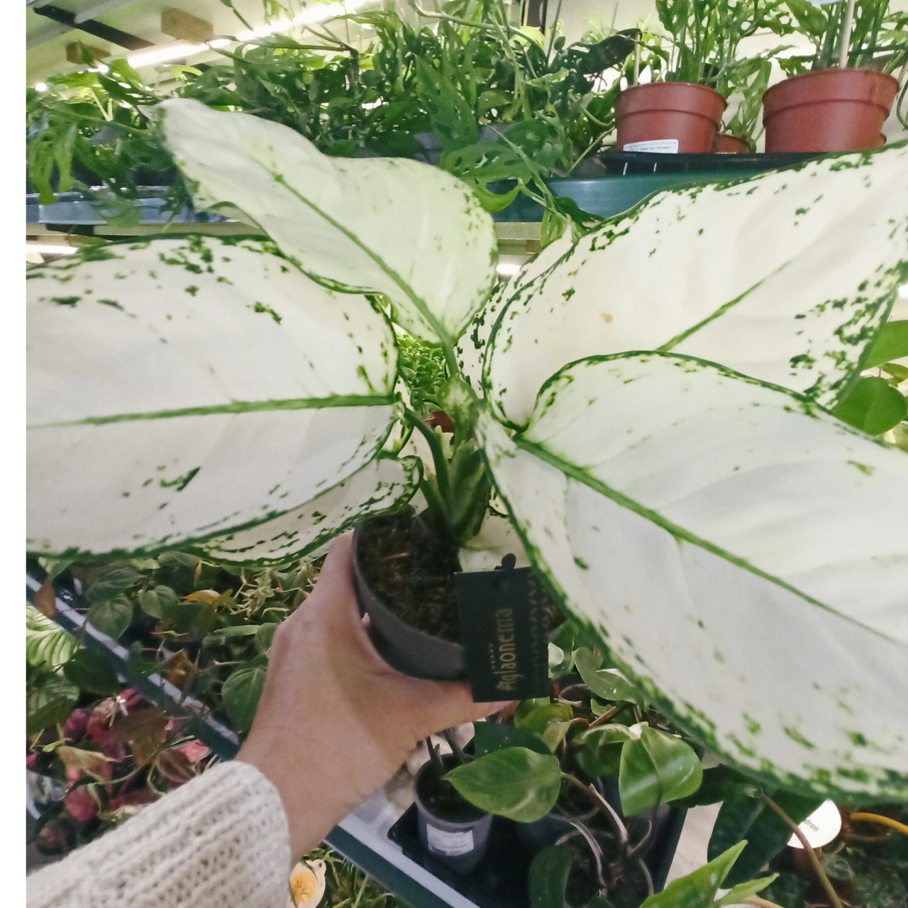 Aglaonema White Joy C1,2