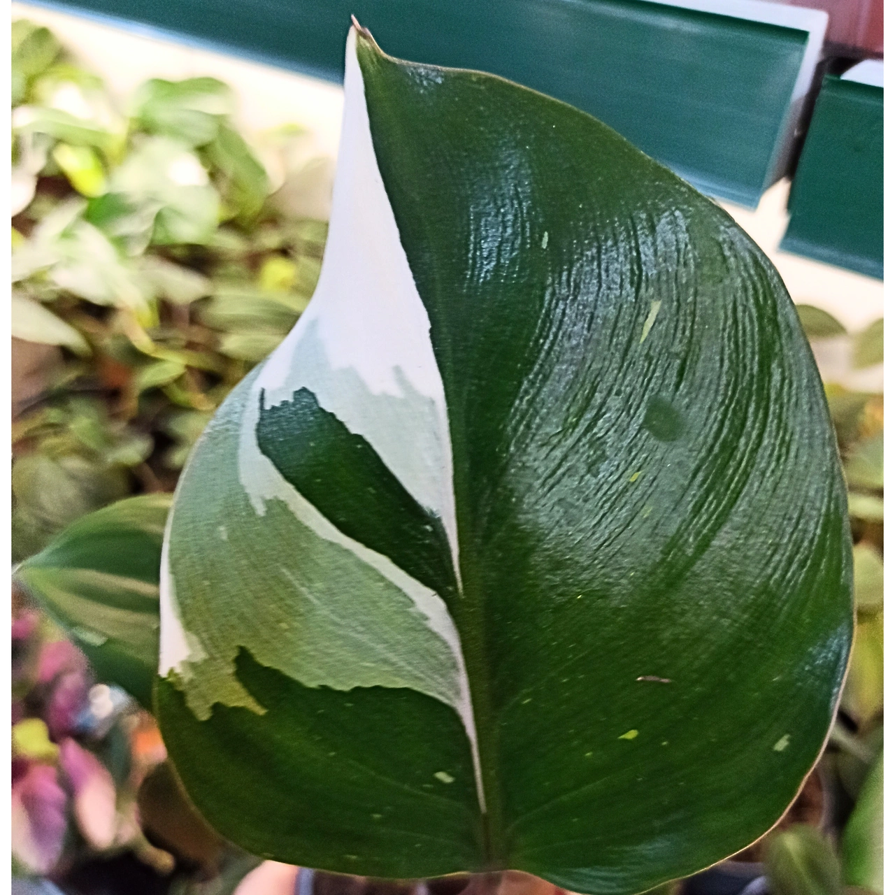 Philodendron White Knight C1,2