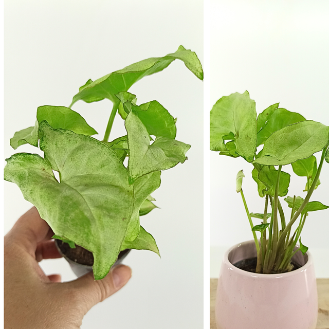 Aglaonema Peach Pearl C1,2