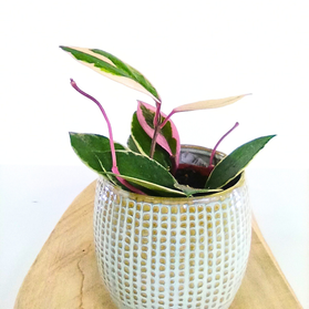 Aglaonema Peach Pearl C1,2