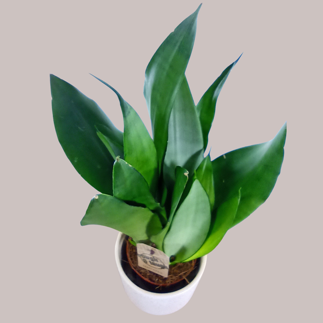 Sansevieria Moonshine C1,2