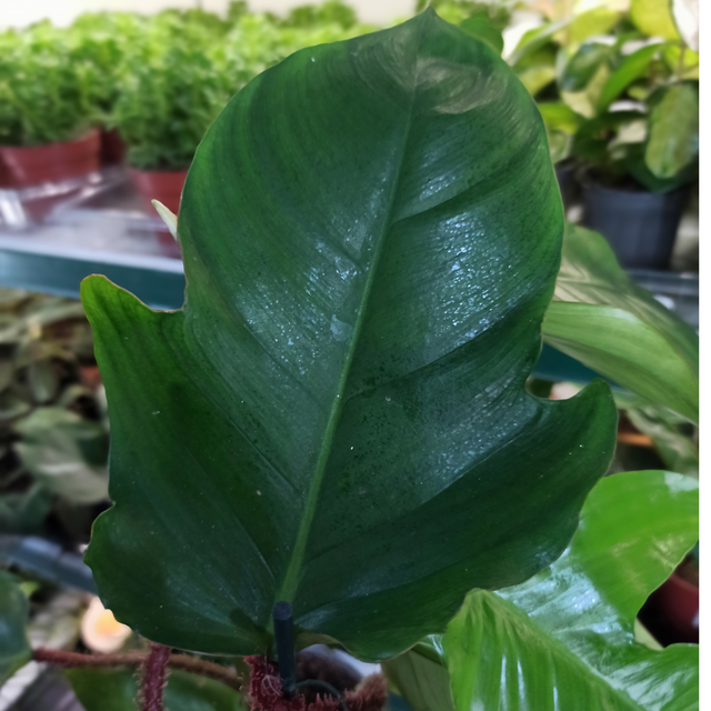 Filodendron squamiferum Philodendron C1,2
