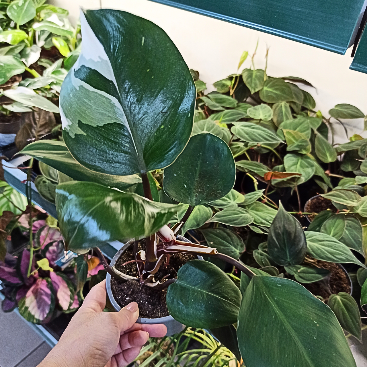 Filodendron White Knight Philodendron C1,2