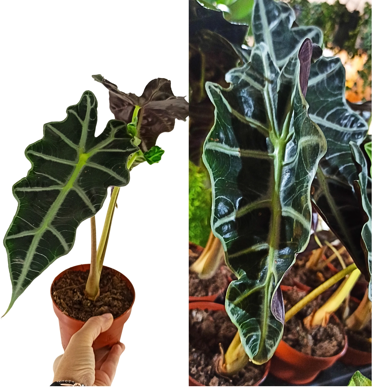 Alocasia Polly C1,2