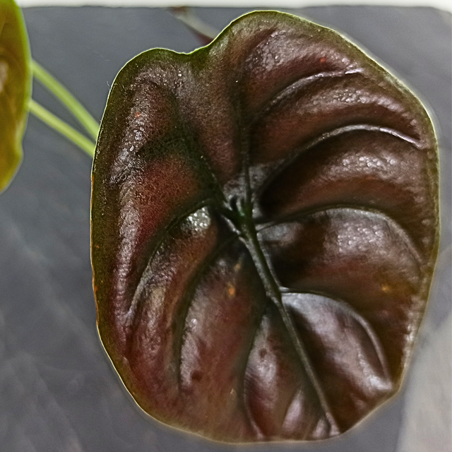 Alocasia Red Secret C0,6