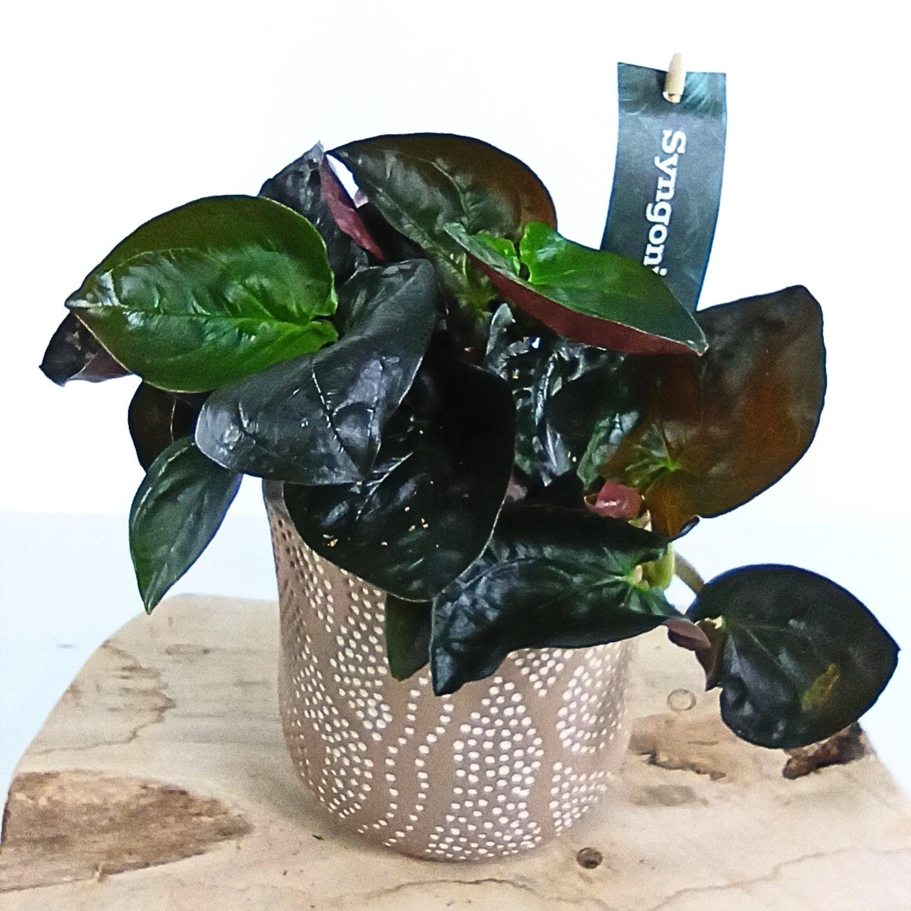 Syngonium Red Arrow C1,2