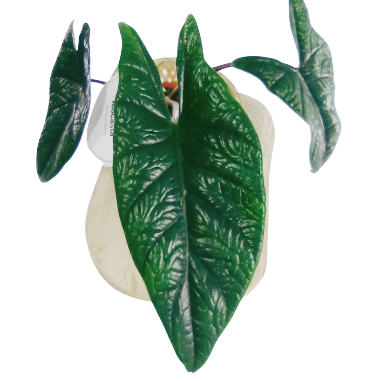 Alocasia Scalprum C1,2