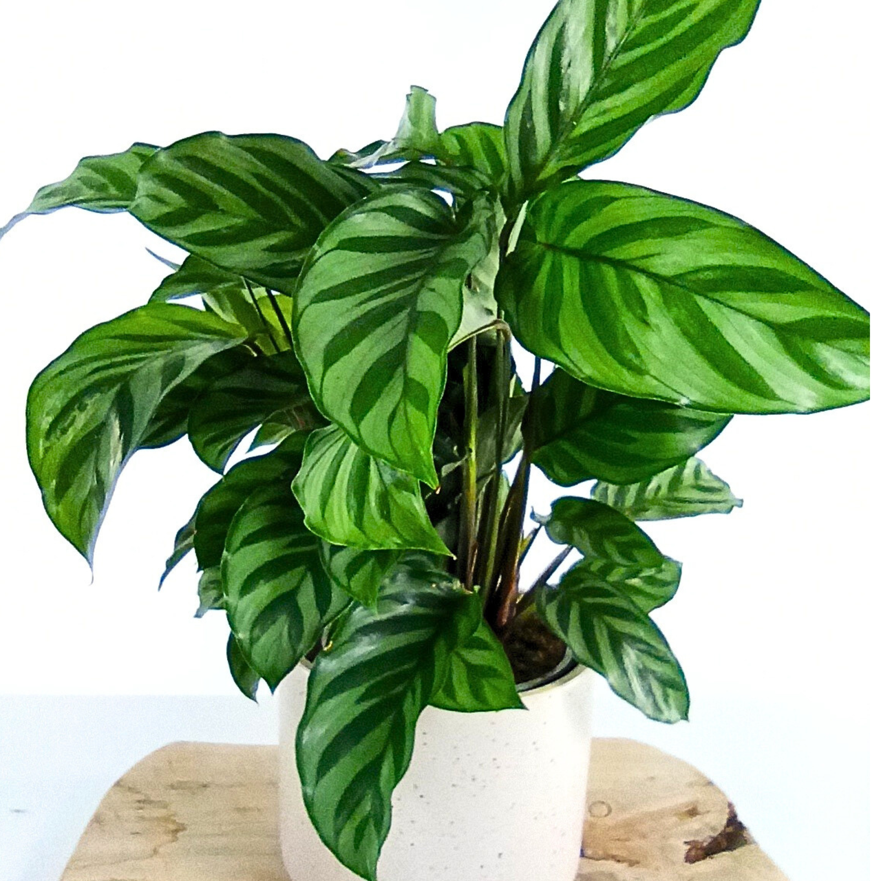 Calathea Freddie C1,2