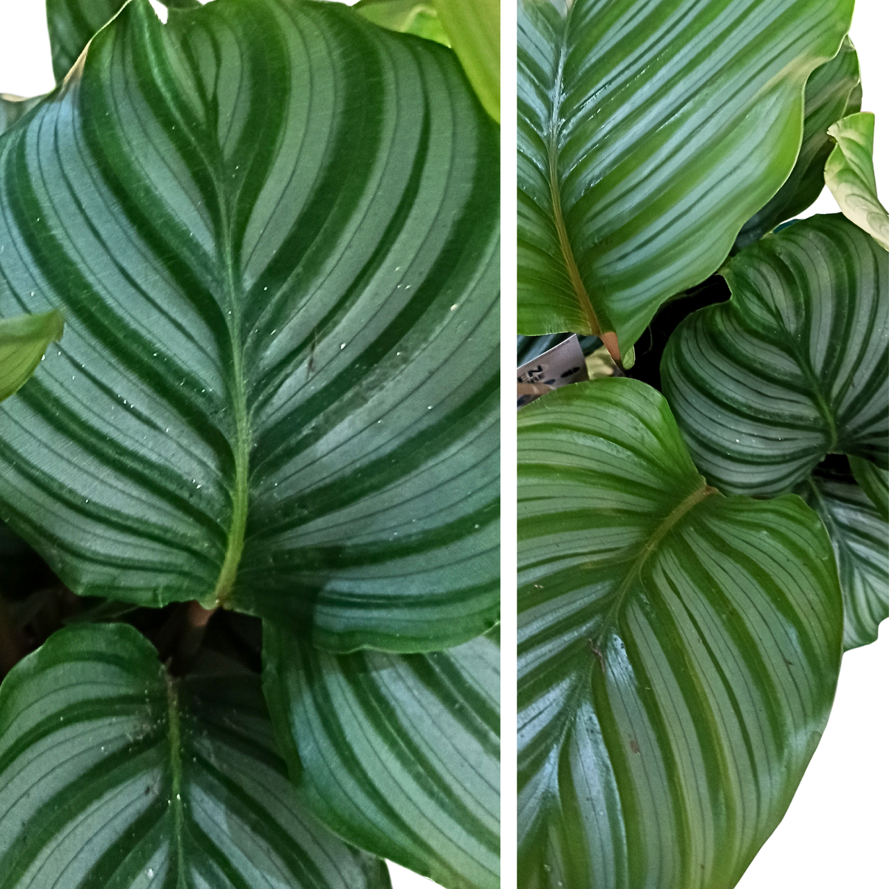 Kalatea okrągłolistna Calathea orbifolia C1,2