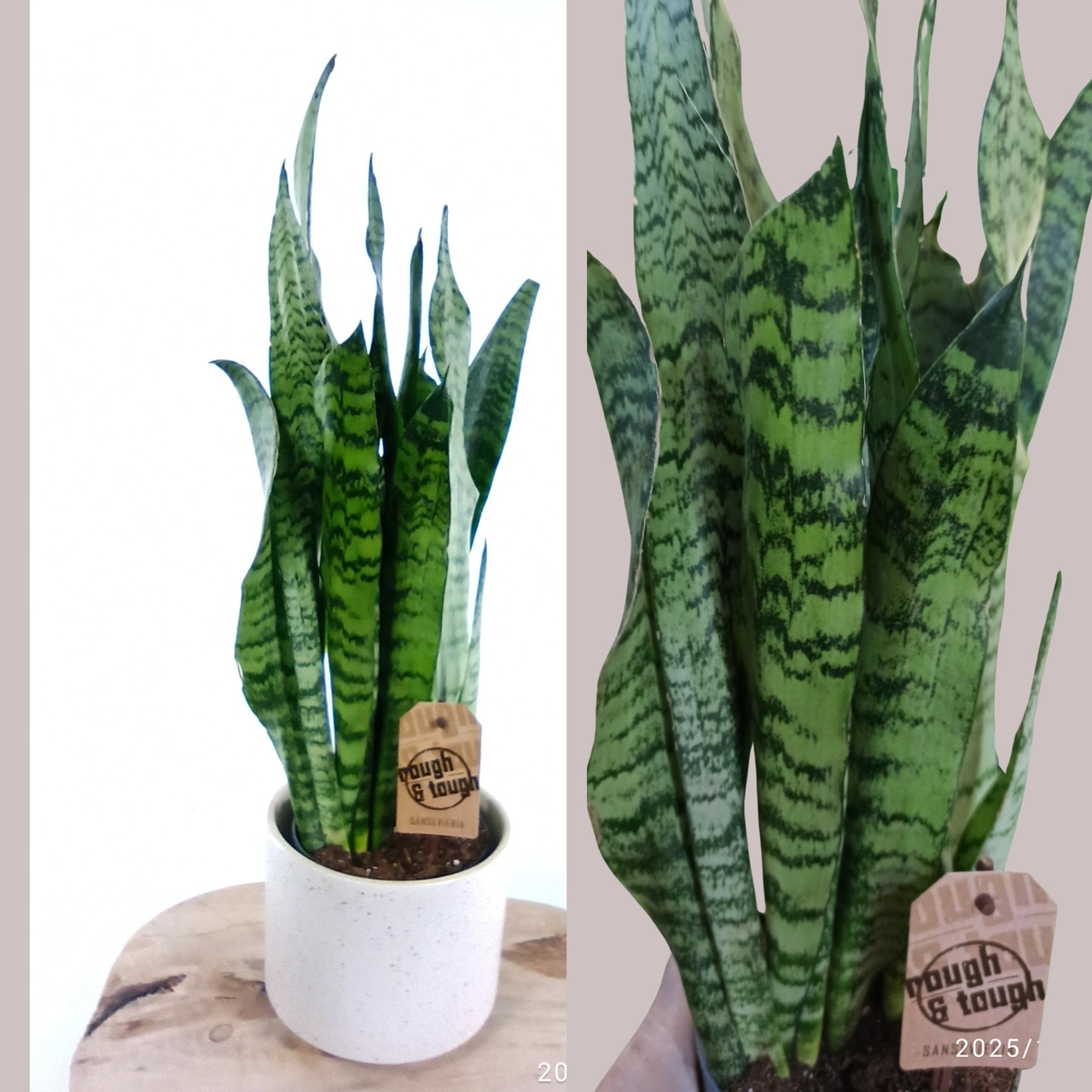 Sansevieria zeylanica C1,2