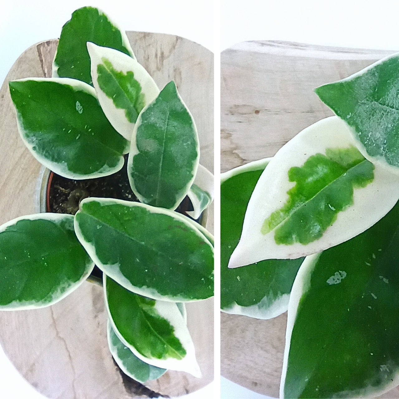 Hoya carnosa Krimson Queen C0,9