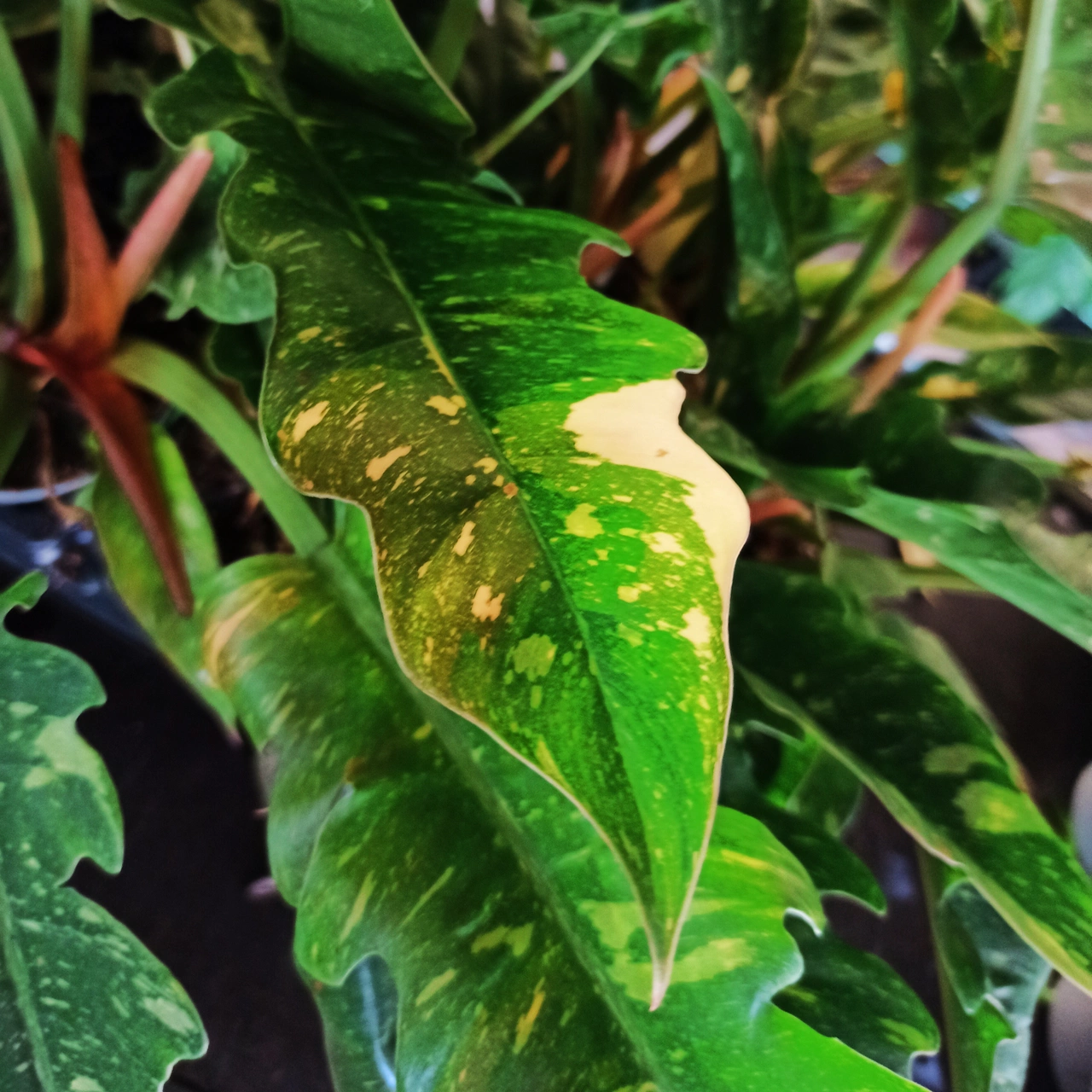 Philodendron Ring of Fire C1,2