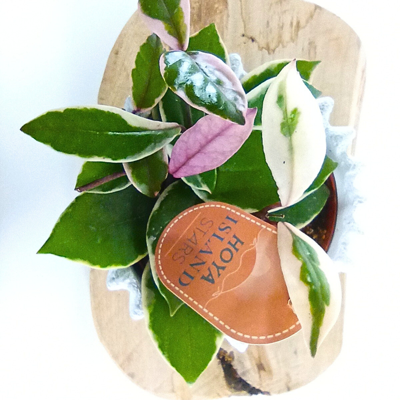 Hoya Flamingo Dream C1,2