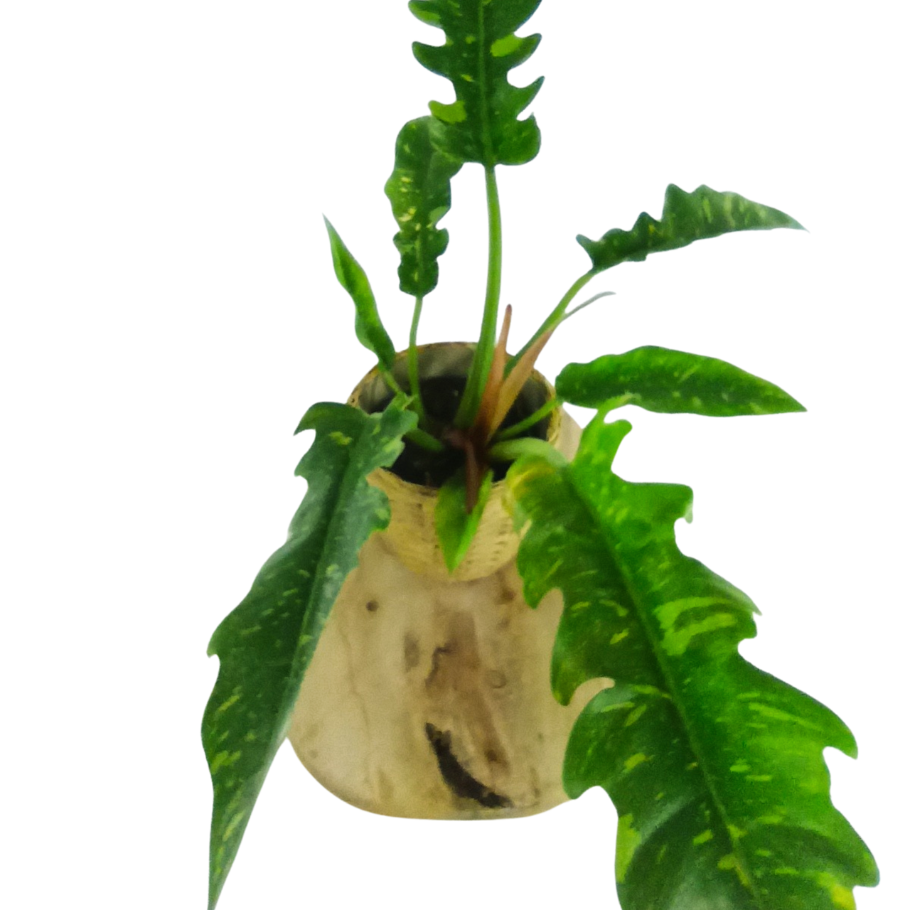 Philodendron Ring of Fire C1,2