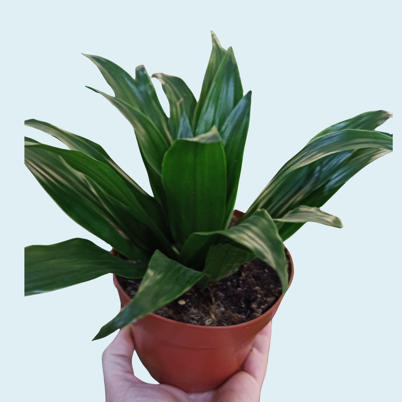 Dracena Compacta Dracaena fragrans C1,2