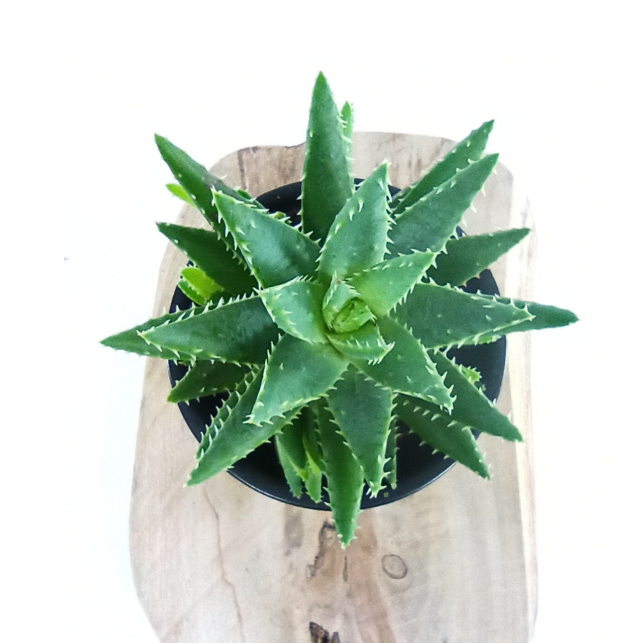 Short-leaved Aloe (Aloe brevifolia) C1,2