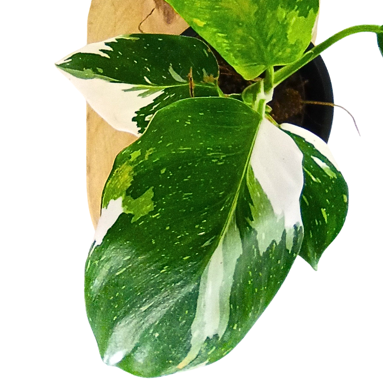 Filodendron White Wizard Philodendron C1,1