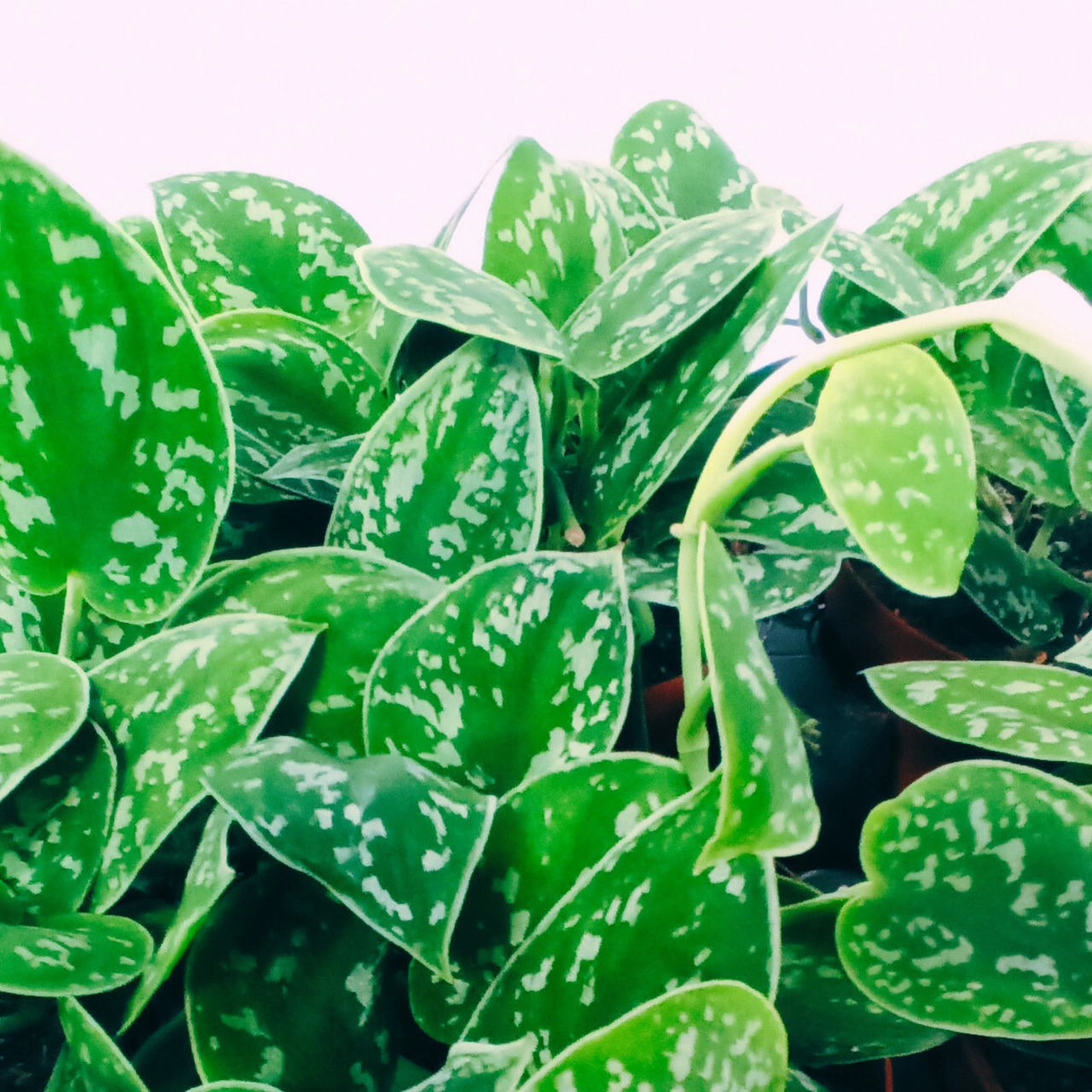 Scindapsus pictus Argyraeus C1,2