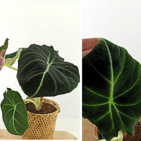 Alokazja Black Velvet Alocasia C1,2
