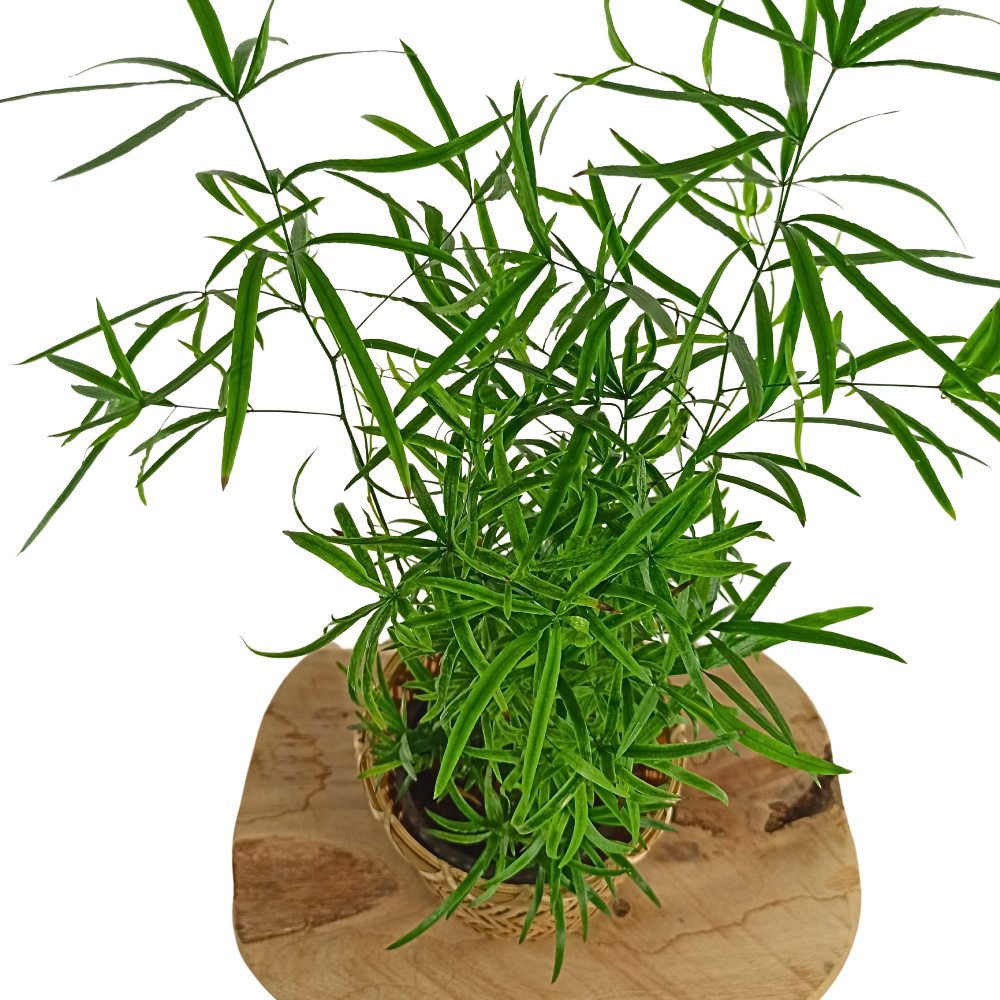 Asparagus Falcatus C1,2