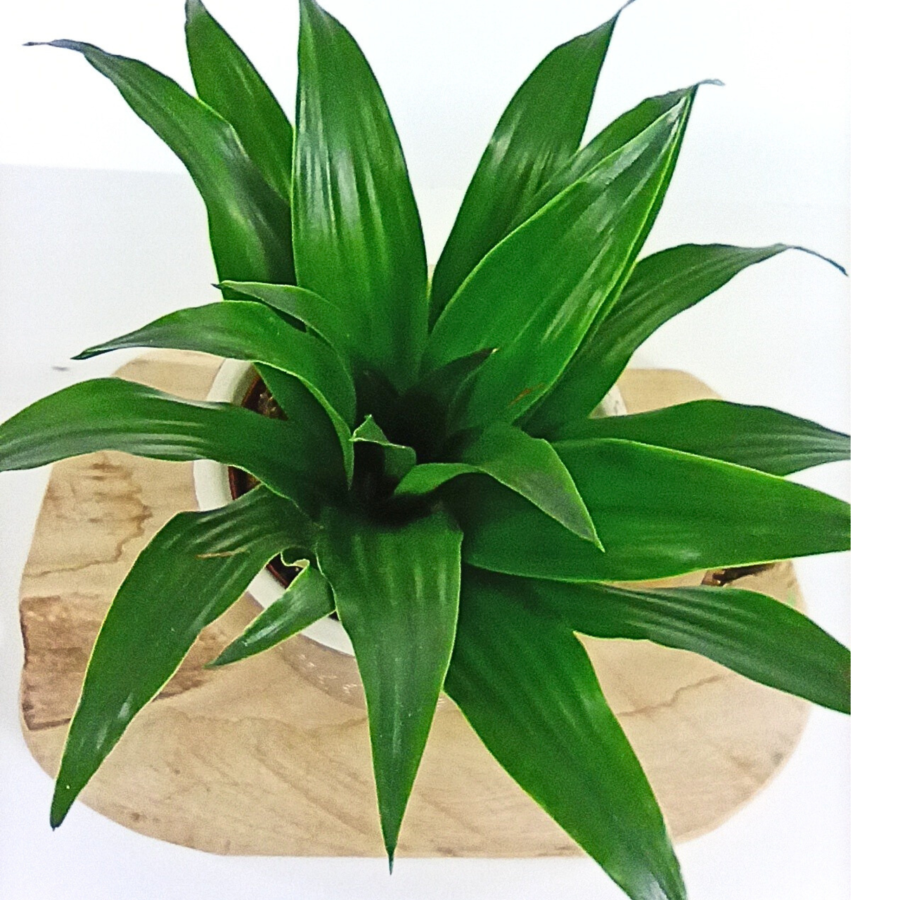Dracena Compacta Dracaena fragrans C1,2