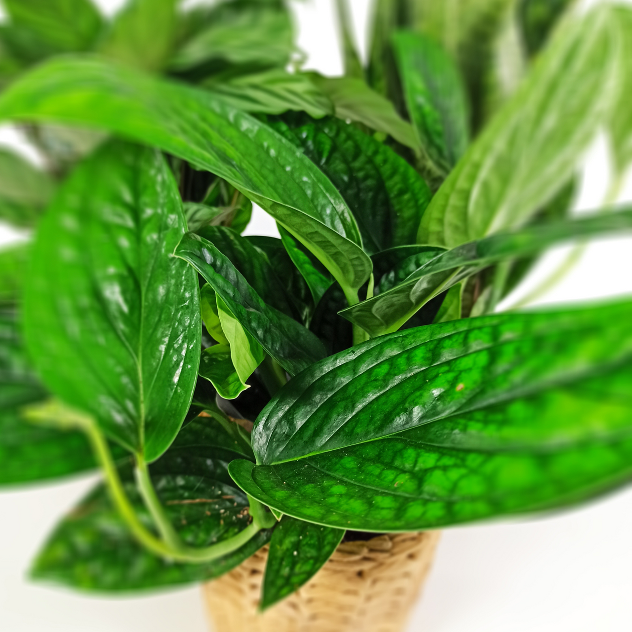 Epipremnum Marble Planet C1,2