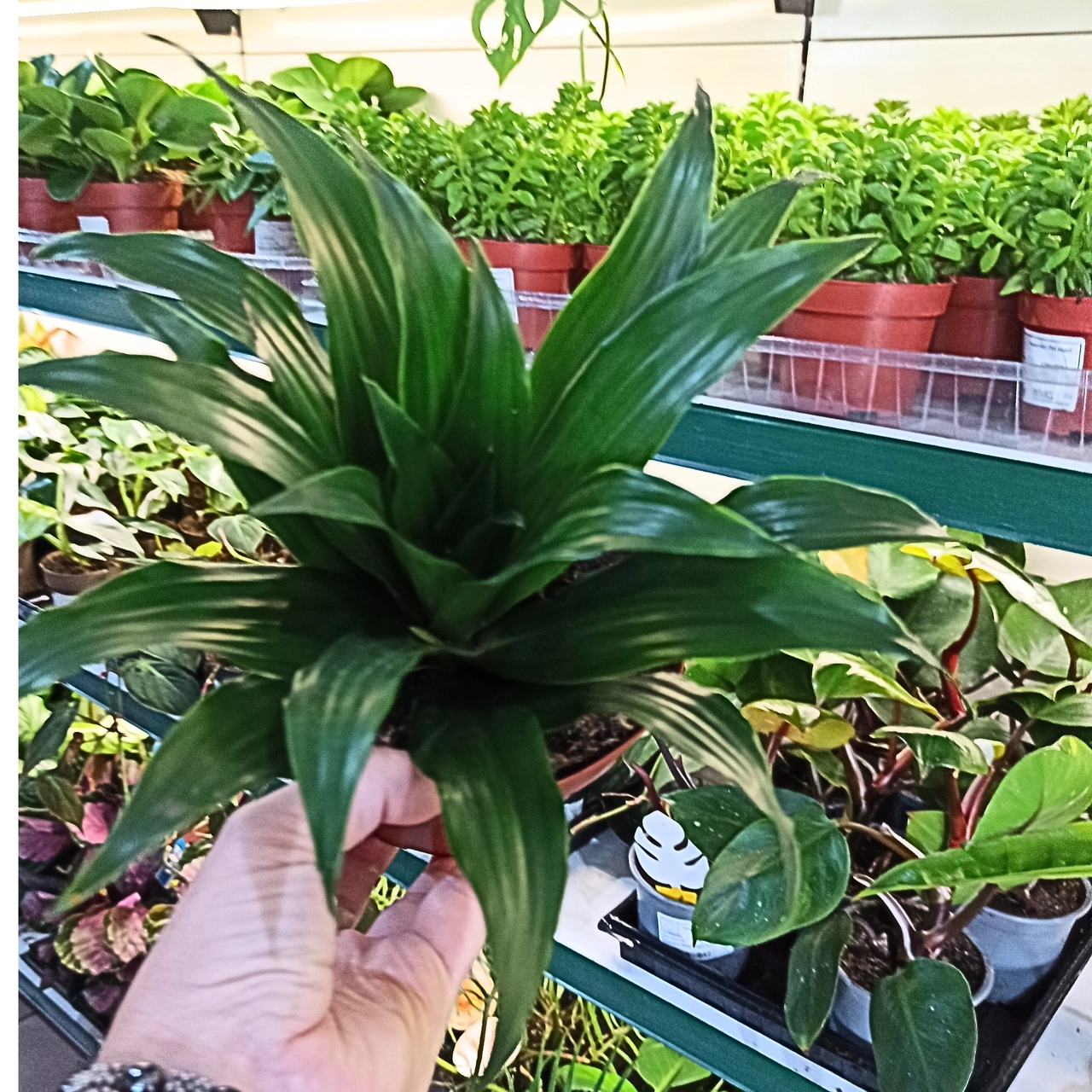 Dracaena Compacta Dracaena fragrans C1,2