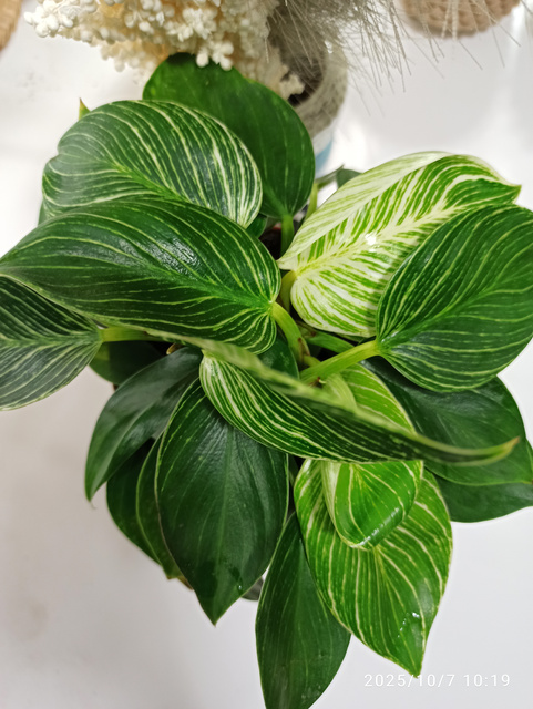 Philodendron Birkin White Measure C1,2