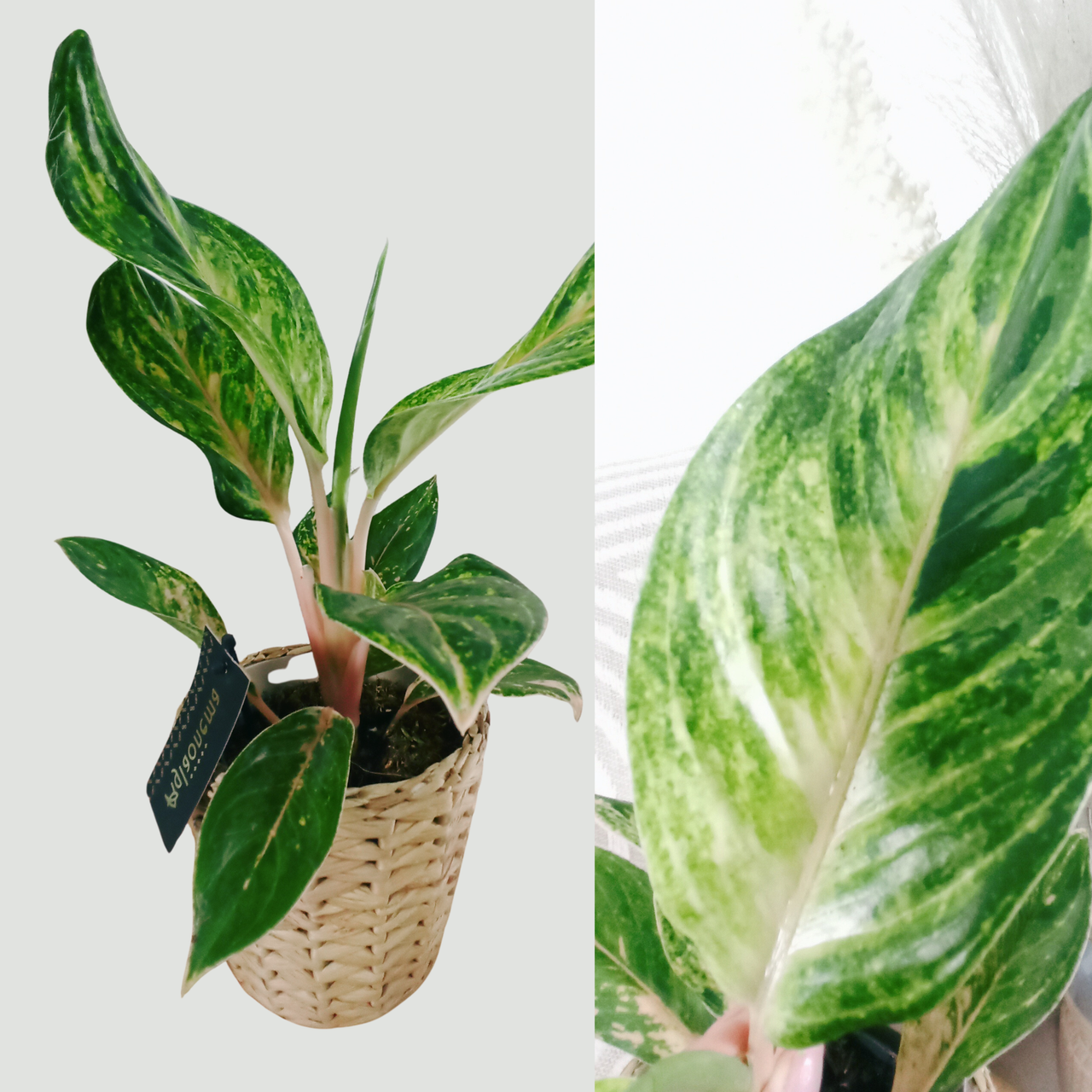 Aglaonema Peach Pearl C1,2