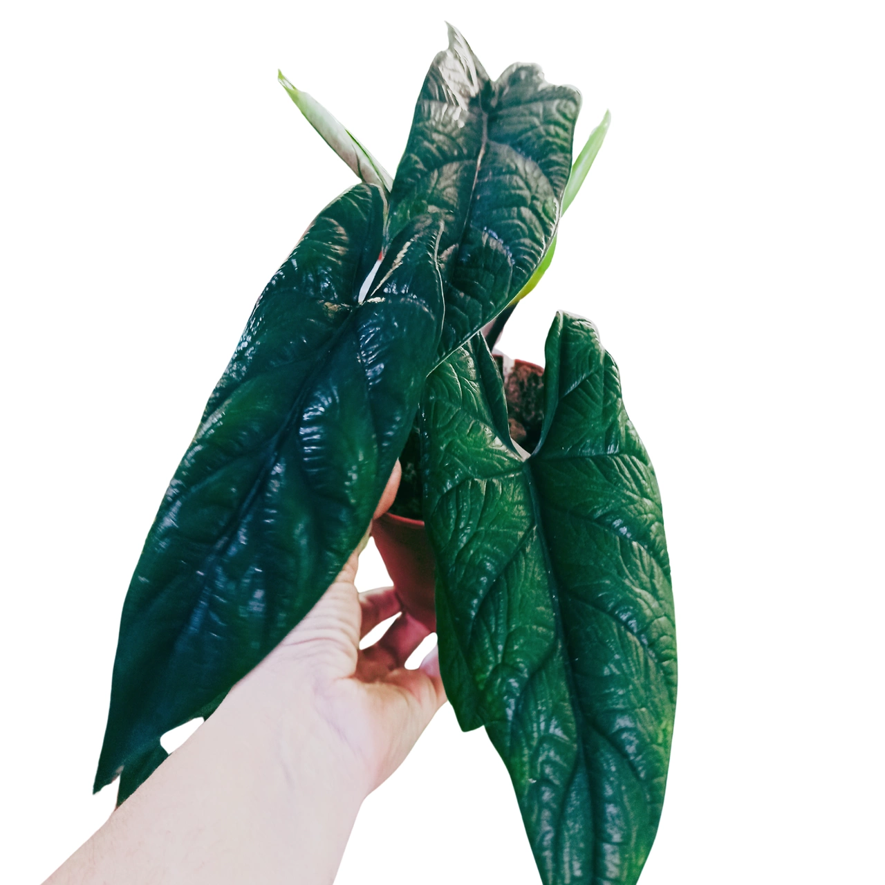 Alocasia Scalprum C1,2