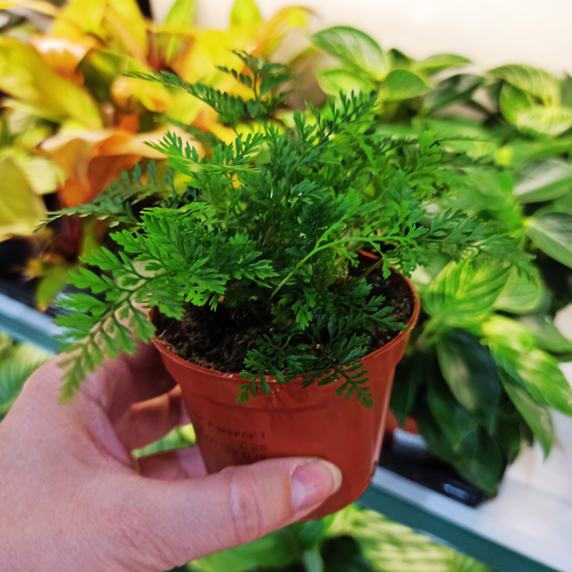 Paproć Humata Tyermana Humata teyermanii C0,9