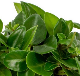 Peperomia Pixie C1,2