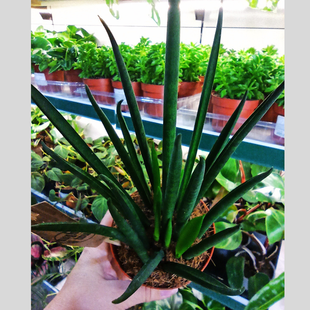 Aglaonema Peach Pearl C1,2