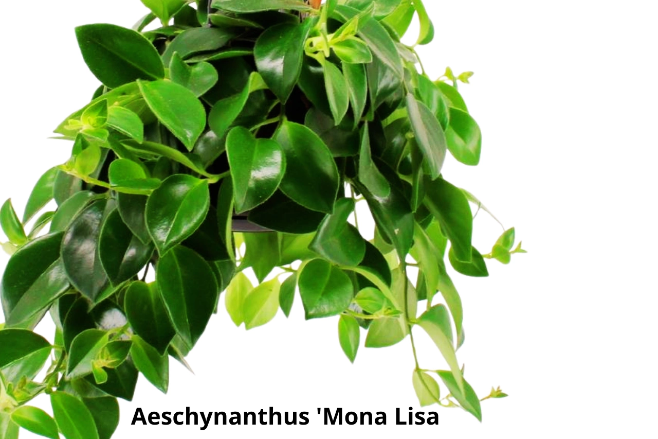 Aeschynanthus Mona Lisa C1,2
