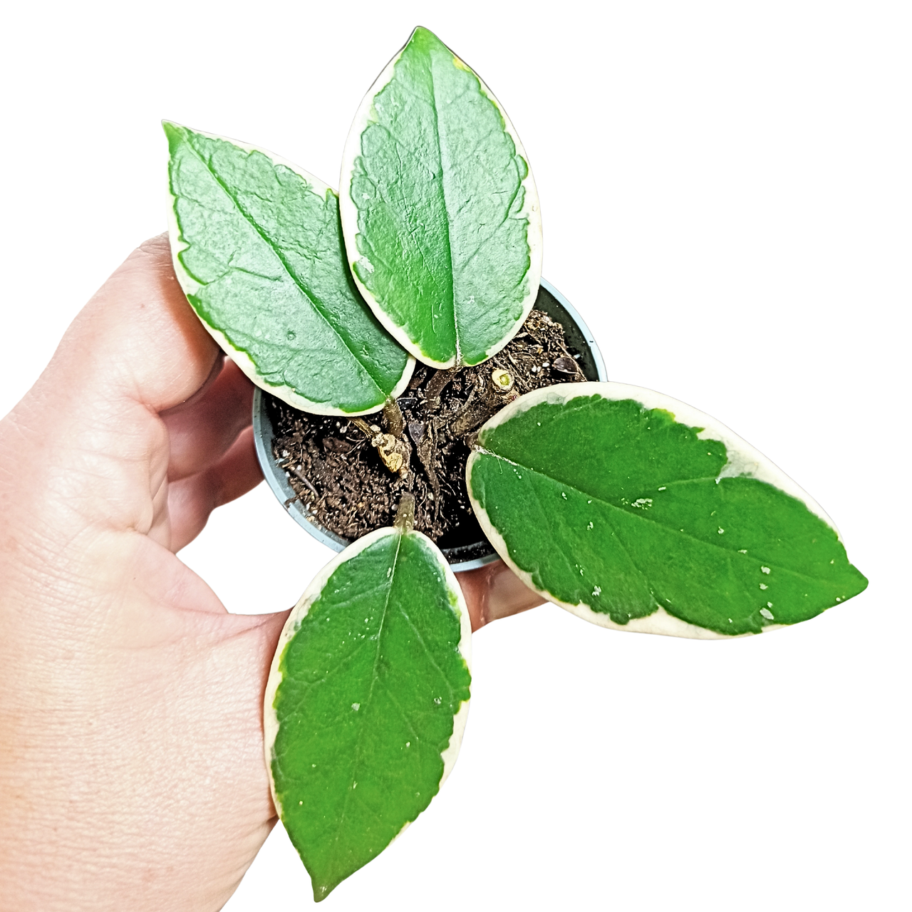 Hoya Flamingo Dream C0,6