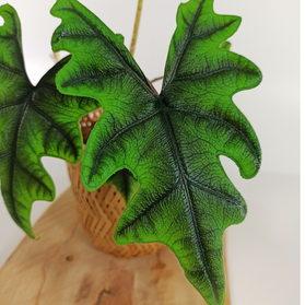 Aglaonema Peach Pearl C1,2