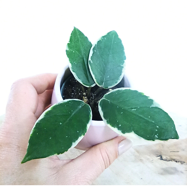 Hoya Flamingo Dream C0,6