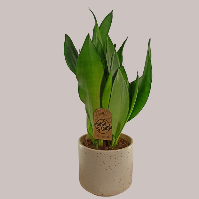 Sansewieria Moonshine Sansevieria trifasciata C1,2