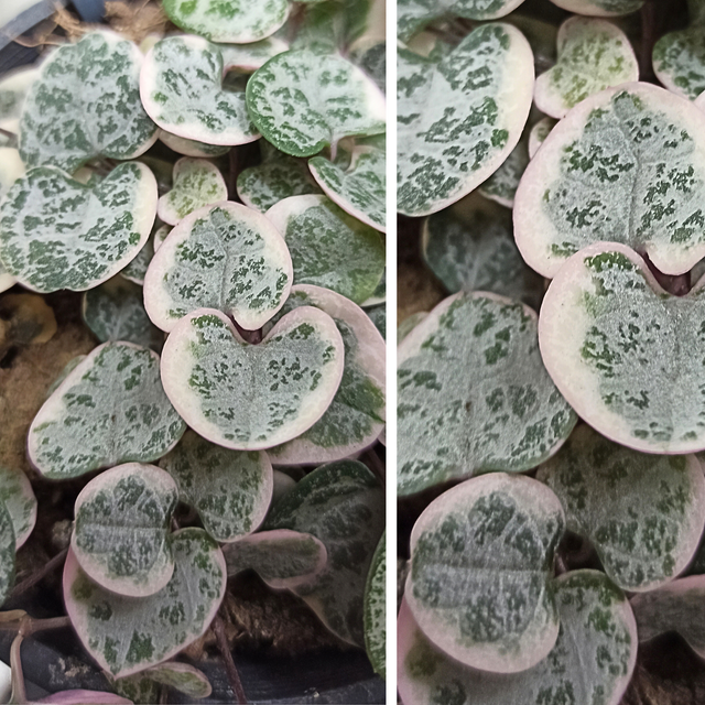 Ceropegia woodii variegata C1,0
