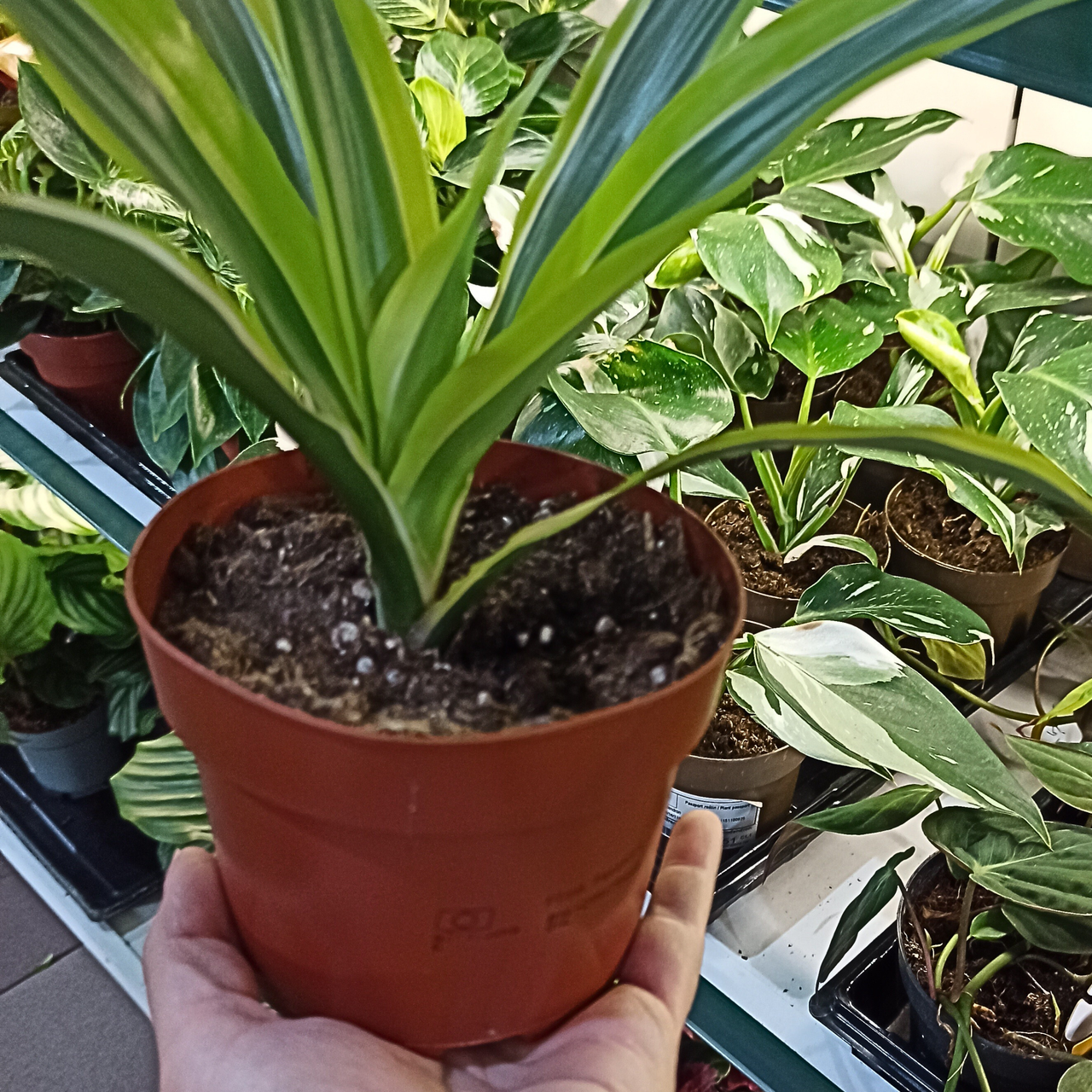 Dracena Lemon Lime C1,2