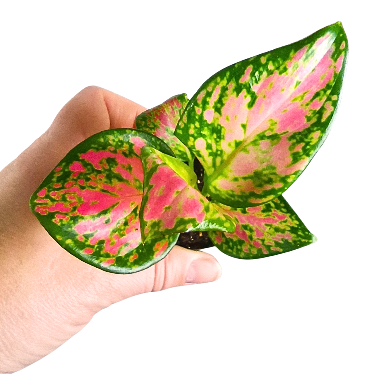 Aglaonema Red Zircon C0,6