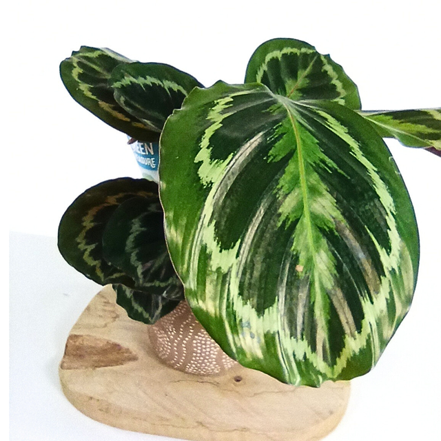 Kalatea Medalion Calathea C1,2
