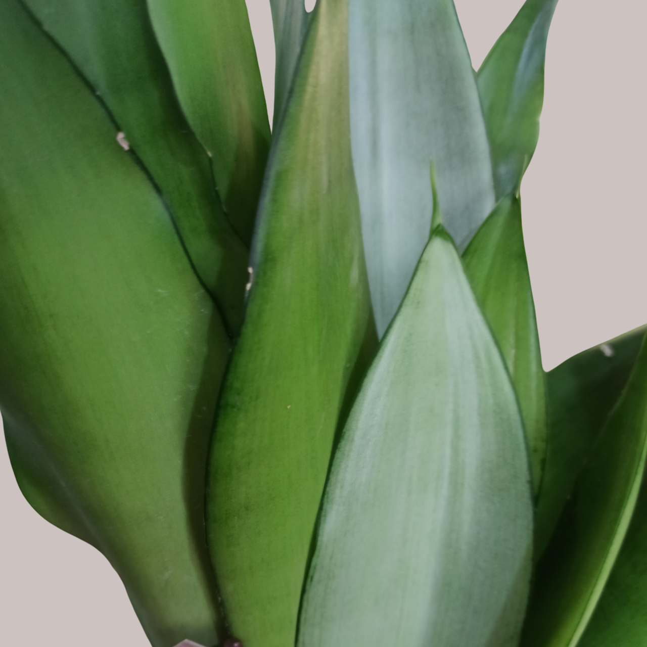 Sansewieria Moonshine Sansevieria trifasciata C1,2